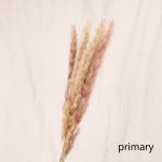 Bulrush-fleur artificielle de mariage | Petite herbe de pampa séchée naturelle, fleur pour décoration de maison, fausses fleurs