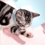 Collier réglable pour chat et chien collier de prévention des puces et des tiques de 3 mois Anti-tiques anti-puces