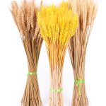 Bulrush-fleur artificielle de mariage | Petite herbe de pampa séchée naturelle, fleur pour décoration de maison, fausses fleurs