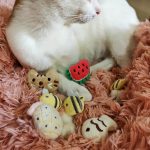 [MPK Catnip Toy] Buy Any 3 Pieces to Get 30% Off! New 2020 Cat Face Design Cat Toy, Catnip Cookie Small Catmint Pillow