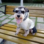 Fashion Silver Color Dog Down Jacket Winter Jumpsuit For Dogs Waterproof Hoodie Dog Clothes Cotton-padded Warm Coat Pet Costumes