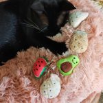 [MPK Catnip Toy] Buy Any 3 Pieces to Get 30% Off! New 2020 Cat Face Design Cat Toy, Catnip Cookie Small Catmint Pillow