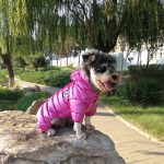 Dog Jumpsuit Winter Dog Clothes Fashion Cat Clothes Puppy Coat Hoodies Clothing Chihuahua Yorkies Pet Dog Jackets For Small Dogs