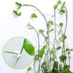 Attache auto-adhésive pour plantes grimpantes, fixation attachée, crochet pour boucle de vigne, plantes de jardin, Clips de vigne