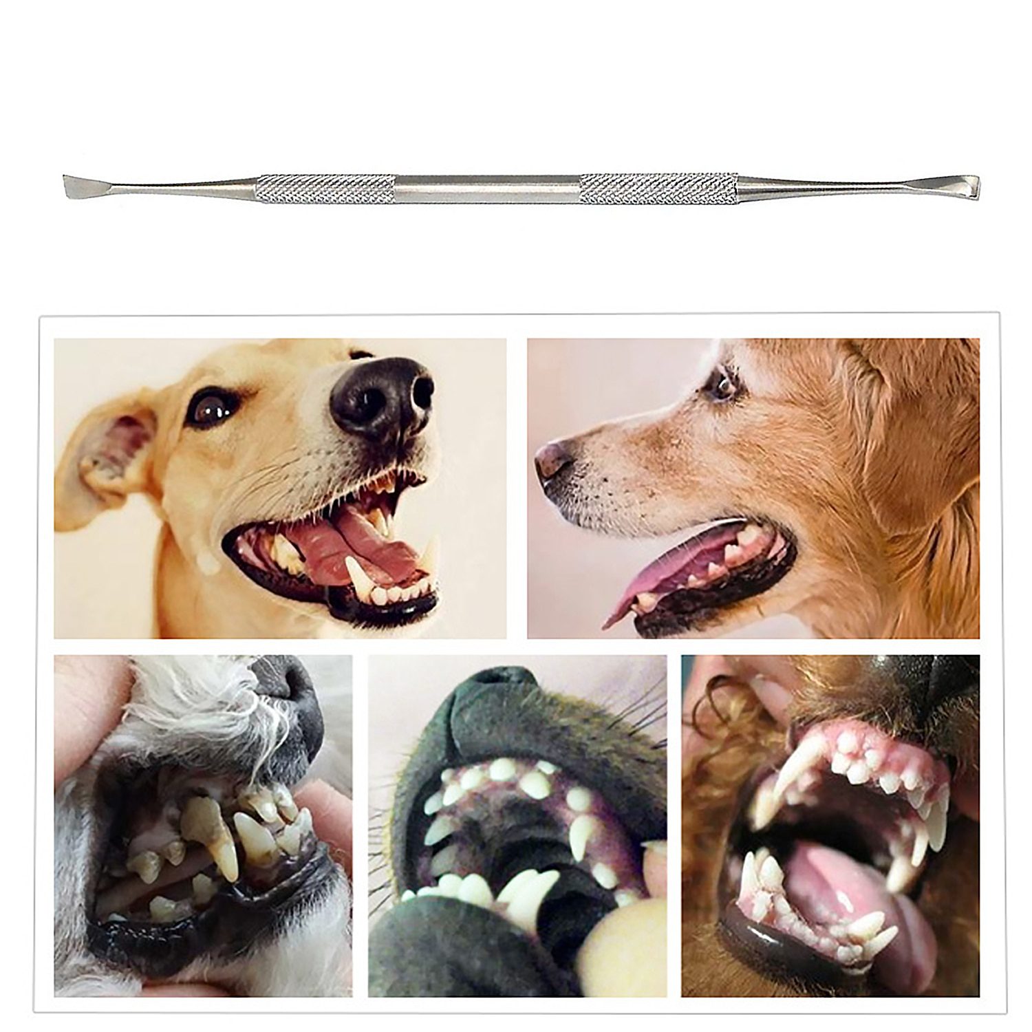Double-head Stainless Steel Pet Tartar Stone Remover Scraper Scaler for ...