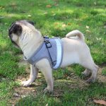 Reflective Safety Pet Dog Harness and Leash Set for Small Medium Dogs Cat Harnesses Vest Puppy Chest Strap Pug Chihuahua Bulldog