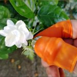 Cueilleur de légumes et de fruits ferme, cueilleur de poivre et de pointes, cueilleur de raisin en fer pour vergers de jardin et Patch de légumes